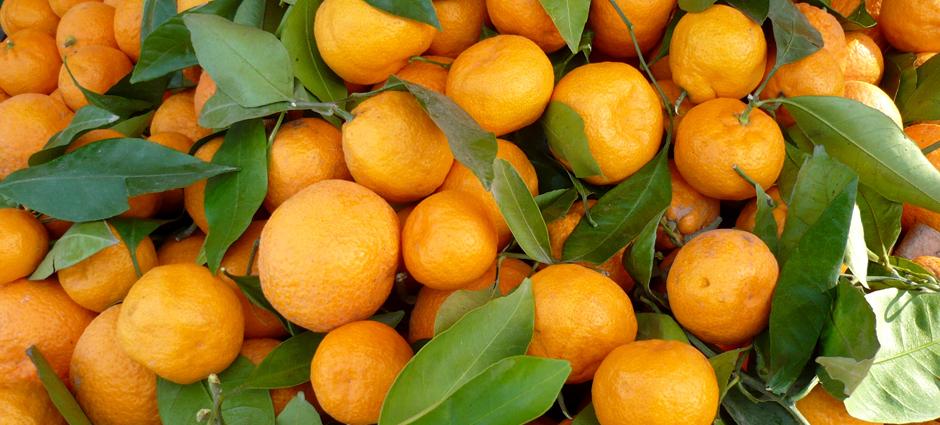Tangerines (2)