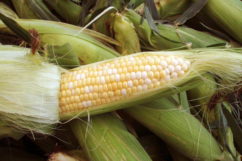 Corn (1)