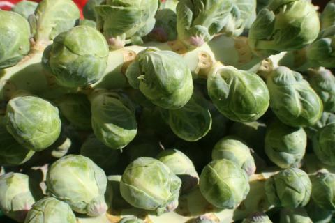 Brussel Sprouts (1)