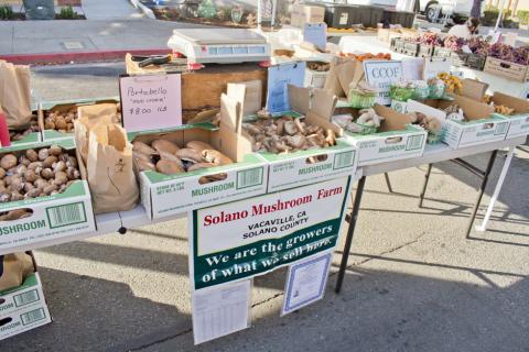 Solano Mushroom Farm