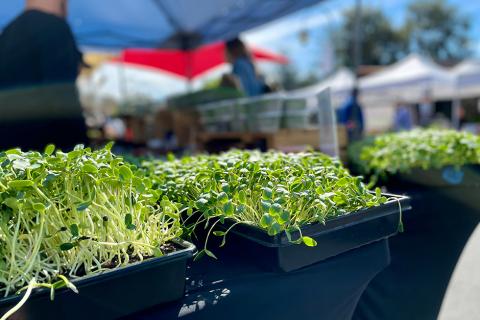 Microgreens at Market 0