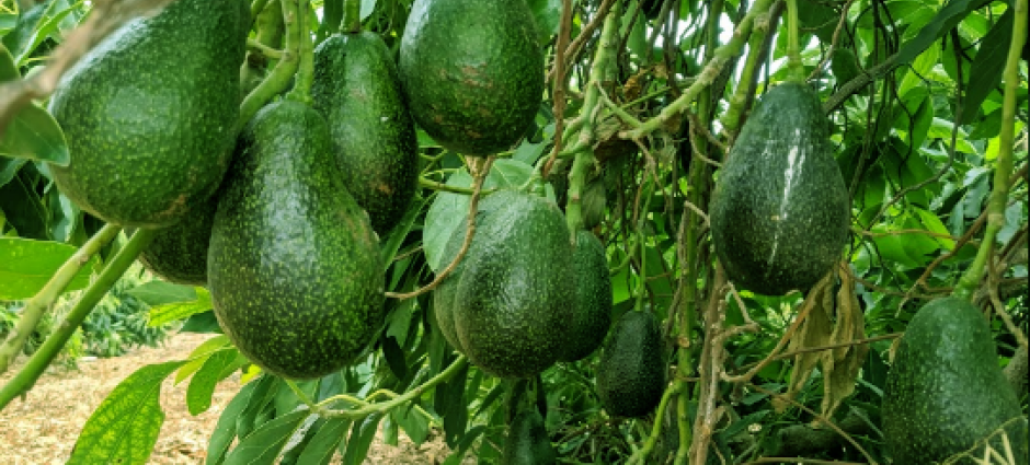 Priti and Ramavtar Singh Farm - Locally-grown Avocados at Their Best ...