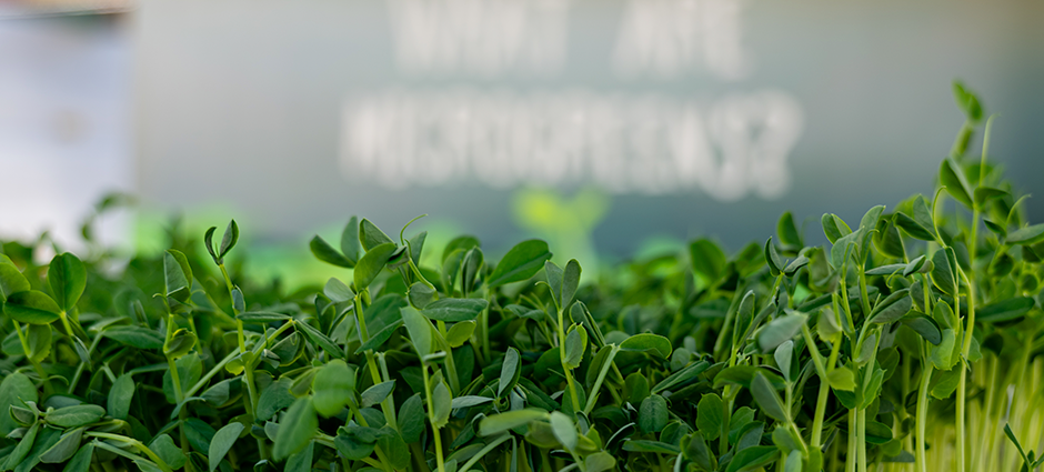 Closeup of Microgreens