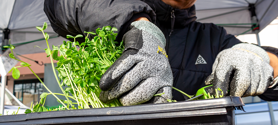 Oliver the owner of Super Duper Microgreens, harvesting microgreens from a tray live at the market