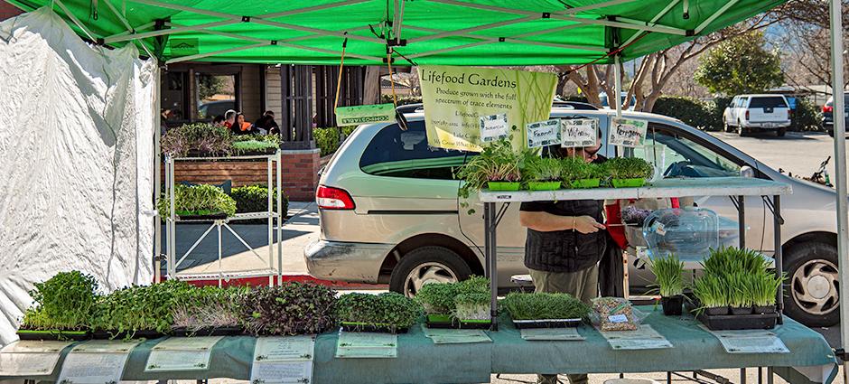 Lifefood Gardens